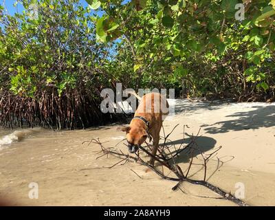 Hund spielt auf der Florida Beach Stockfoto