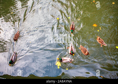 Herde wilder Vögel auf dem Wasser Stockfoto