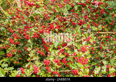 Rote Beeren im Herbst auf einer gemeinsamen Weißdorn Rosa moschata Bush im frühen Herbst. Ein Dorniger Strauch, der für eine undurchdringliche Hecke ideal ist Stockfoto