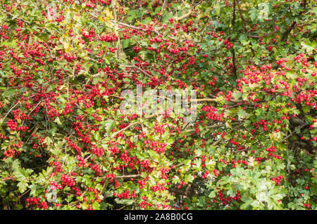Rote Beeren im Herbst auf einer gemeinsamen Weißdorn Rosa moschata Bush im frühen Herbst. Ein Dorniger Strauch, der für eine undurchdringliche Hecke ideal ist Stockfoto