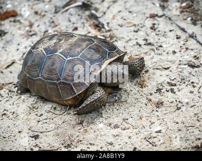 In der Nähe von gefährdeten Schildkröte in Florida Stockfoto