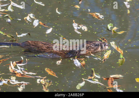 Bisamratte Schwimmen (Ondatra zibethicus) in Feuchtgebiet Teich unter Herbstblättern, Castle Rock Colorado USA. Foto aufgenommen im Oktober. Stockfoto