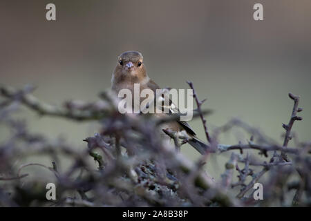 Eine weibliche Buchfink, Fringilla coelebs, Sitzstangen auf einer Hecke und starrt auf die Kamera Stockfoto