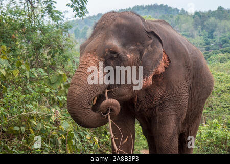 Happy Asiatischen Elefanten in eine ethische Elephant Sanctuary im Norden von Thailand Stockfoto