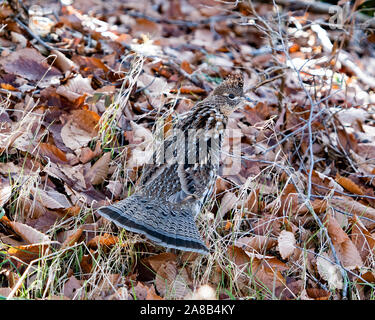 Eine Vari Grouse, Bonasa umbellus, wandern durch Laub und abgestorbenen Gräsern auf dem Waldboden in den Adirondack Mountains, NY, USA Stockfoto