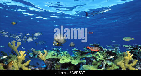 Schule der Fische im Meer schwimmen, Digital Composite Stockfoto