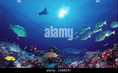 Schule der Fische schwimmen in der Nähe von einem Riff, Galapagos, Ecuador Stockfoto