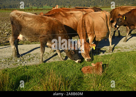 Zwei Jersey Kühe zeigen Interesse an einem neugeborenen Kalb nur außerhalb der Kabel auf ihrem Bauernhof an der Westküste von Neuseeland. Stockfoto