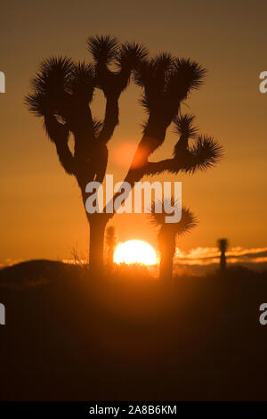 Silhouetten von Joshua Tree gegen die untergehende Sonne, Kalifornien, USA Stockfoto