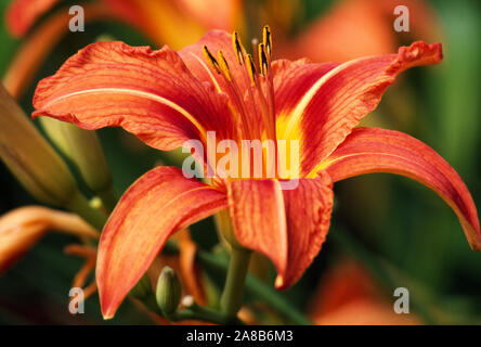 Red Tiger Lily in Bloom Stockfoto