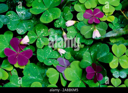 Grüne Redwood sorrels in Regentropfen fallen, USA Stockfoto