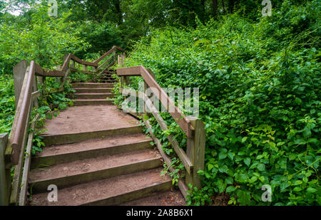 Verwitterte Holzstufen mit einem gespaltenen Geländer steigen durch dichte grüne Vegetation auf einem Waldpfad im Indiana Dunes National Park, Indiana. Stockfoto