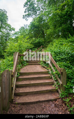 Eine Reihe von Holzstufen mit Seitengeländern steigt durch efeubedeckten Wald unter grünen Blättern im Indiana Dunes Nationalpark, Indiana. Stockfoto