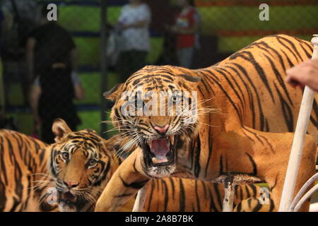 Majestätischer Tiger Stockfoto