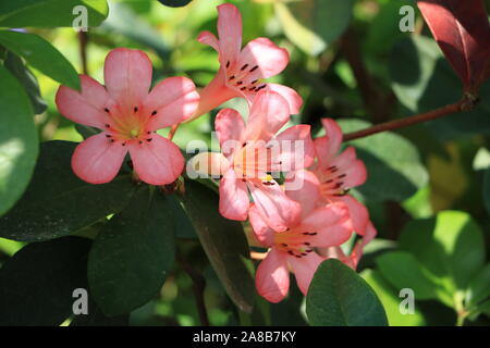 Rosa Blüht Aus Nächster Nähe Stockfoto