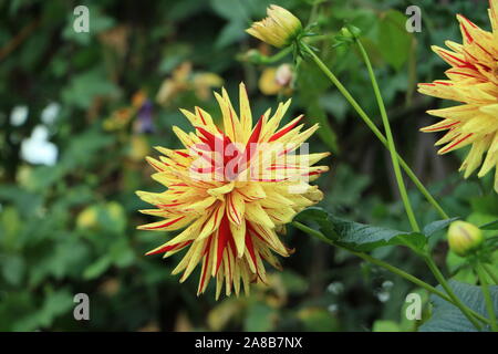 Rote und gelbe Dahlienblüte Stockfoto