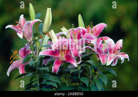 Stargazer Lilie Stargazer Blüten (Lilium) in der Blüte, North Carolina, USA Stockfoto