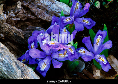 Zwerg See Blumen Iris (Iris Lacustris) in voller Blüte, Michigan, USA Stockfoto