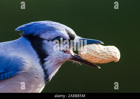 Blue Jay im Herbst Stockfoto