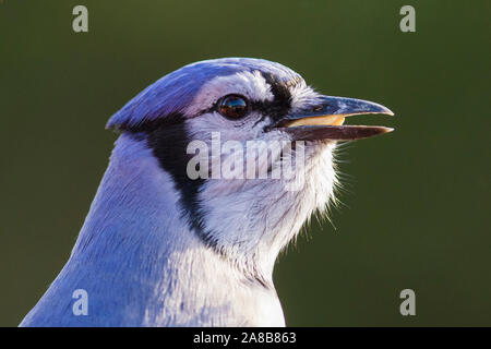 Blue Jay im Herbst Stockfoto