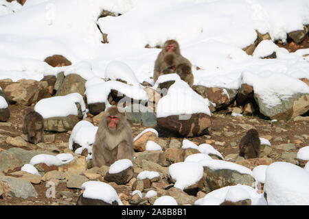 Affenpark Jigokudani Stockfoto