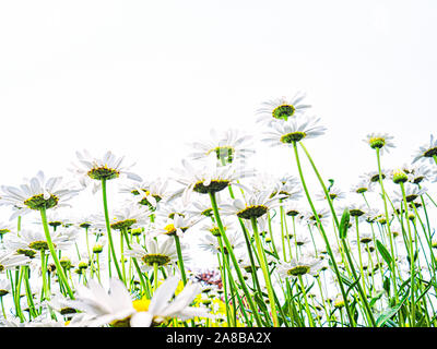 Weiß auf Weiß Gänseblümchen erreichen für den Himmel Natur Frühling Sommer Hintergrund Stockfoto