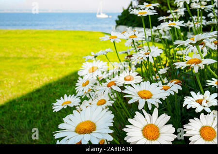 Sommer reisen Hintergrund Gänseblümchen in einem Garten am Meer, Stonington, Connecticut Ufer Stockfoto