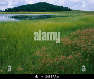 See von Gras, Crescent Lake, White Mountains umgeben, Apache-Sitgreaves National Forest, Apache County, Arizona, USA Stockfoto