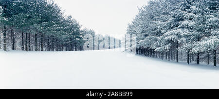 Kiefer, mit Bäumen gesäumten Strasse mit Schnee, Illinois, USA Stockfoto