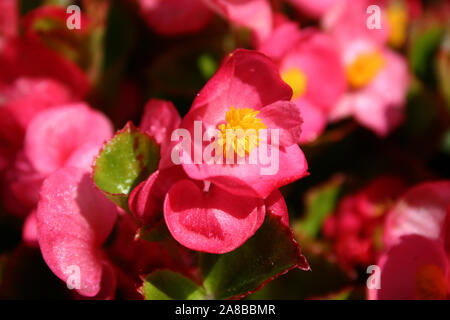 In der Nähe der hübschen BETTEN BEGONIEN BLUMEN (Begonia semperflorens). Stockfoto