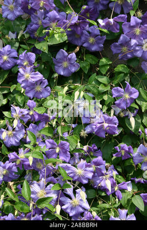 Clematis Perle dÁzur Stockfoto