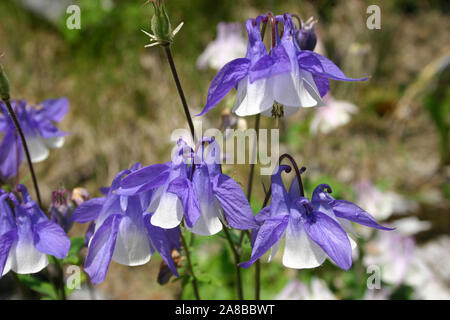 Violette und weiße Akelei Blumen (gemeinhin als Omas Motorhauben bekannt) Stockfoto