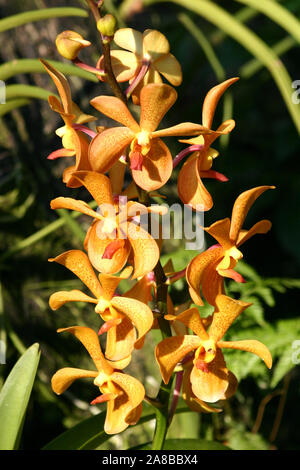 Orchideen Orchideen Vanda Hybriden lila violett gesprenkelt April