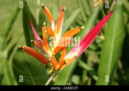 HELICONIA PSITTACORUM, AUCH BEKANNT ALS PAPAGEISCHNABEL, PAPAGEIENSCHNABEL, PAPAGEIENFLOWE4R ODER FALSCHER PARADIESVOGEL. AUSTRALIEN. Stockfoto
