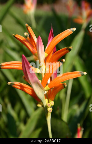 HELICONIA PSITTACORUM (Parrot's Beak, Sittich Blume, Parrot's Blume, Parrot's Wegerich, falsche Bird-of-paradise)) Stockfoto