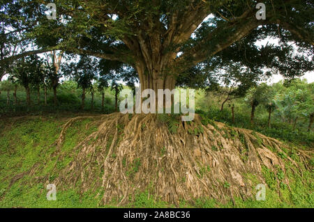 Weinend Feigenbaum (Ficus benjamina) in einem Feld, Arenal See, Guanacaste, Costa Rica Stockfoto