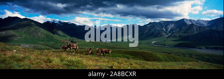 Landschaft mit Bergen und Herde Caribous auf Tundra, Denali National Park, Alaska, USA Stockfoto