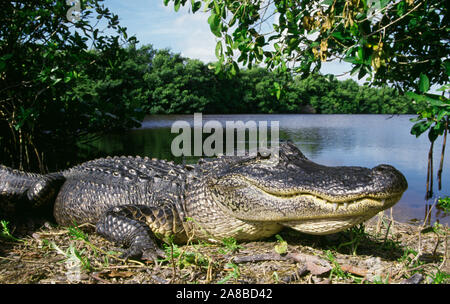 Porträt der amerikanische Alligator (Alligator mississippiensis) liegend mit Teich im Hintergrund, Everglades National Park, Florida, USA Stockfoto