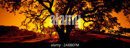 Silhouette der Küste leben Eichen (Quercus agrifolia), Kalifornien, USA Stockfoto