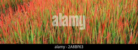 (Imperata cylindrica Red Baron) in einem Feld Stockfoto