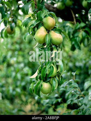 Birnen am Baum, Louisville, Hood River County, Oregon, USA Stockfoto