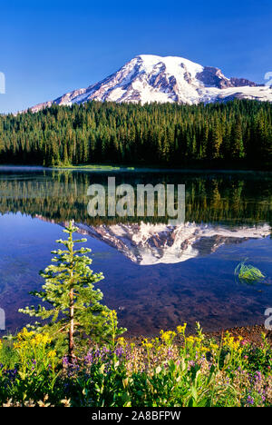 Mt Rainier reflektiert in Reflexion See, Mt Rainier National Park, Washington State, USA Stockfoto