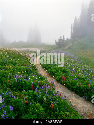 Der Pfad auf der Lichtung in nebligen Tag, Mazama Ridge, Mount Rainier, Mount Rainier National Park, Washington, USA Stockfoto