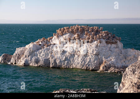 Wilde Vögel sitzen auf Nester auf weißen Felsen gebaut Stockfoto