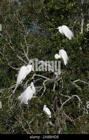 Gruppe von großen Reiher - Ardea alba-in Eiche in Saint Augustine, Florida thront. Stockfoto