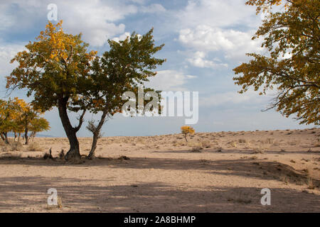 Blick auf Bäume in der Mongolei Stockfoto