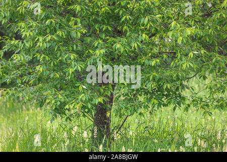 Chokecherry in Nordwisconsin wächst. Stockfoto