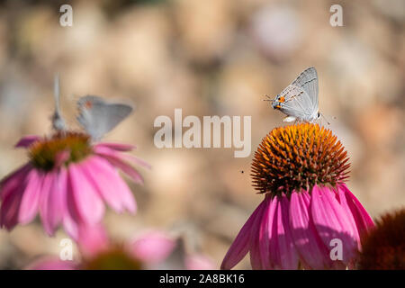 Grau Hairstreak Schmetterling, Strymon melinus, Fütterung auf Sonnenhut, Echinacea. Kansas, USA. Stockfoto