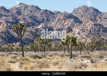 Landschaft Blick auf Joshua Bäume in Joshua Tree National Park (Kalifornien). Stockfoto