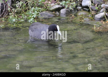 Eurasischen Blässhuhn oder Australischen blässhuhn ist eine intelligente, dunkelgrau, Ente - wie Wasservogelabkommens, sofort erkennbar an den hellen, weißen Bill und frontaler Schild. Stockfoto